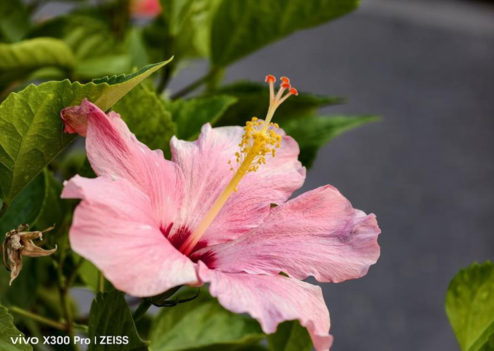 vivo X300 Pro Review